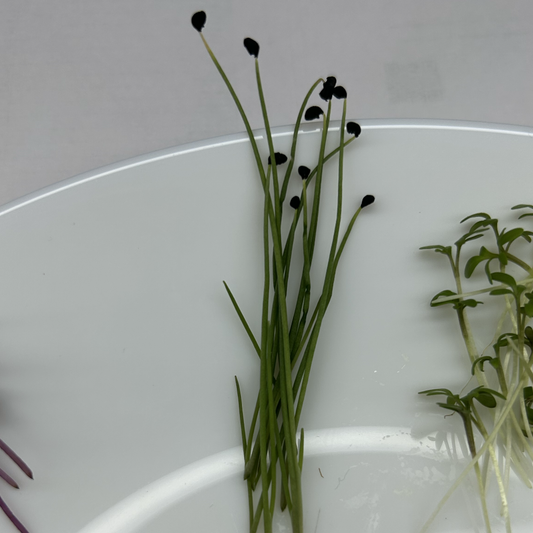 Onion Microgreens