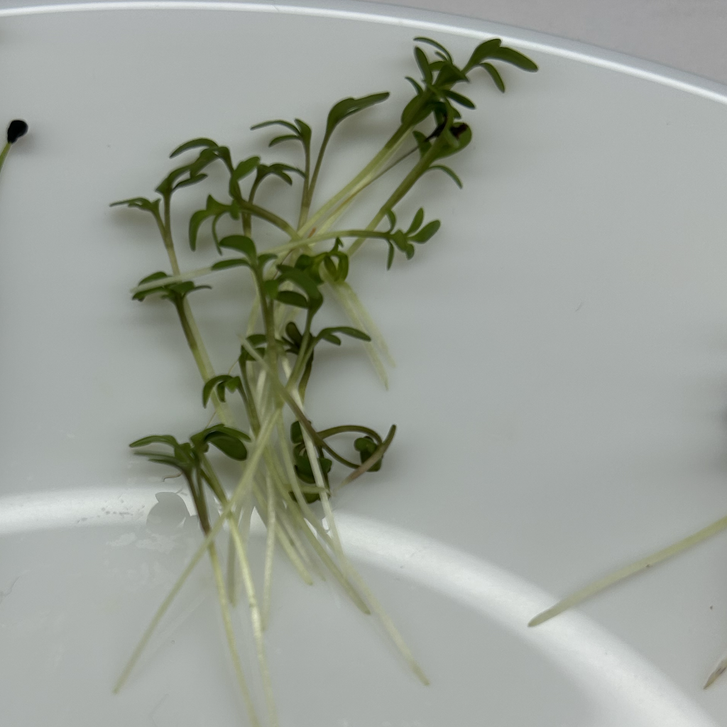 Cress Salad Microgreens