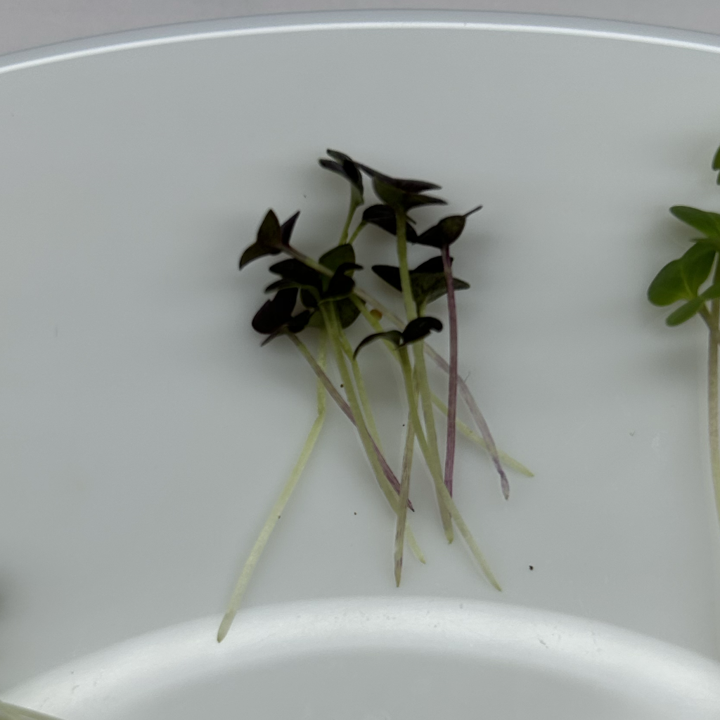 Red Mizuna Microgreens