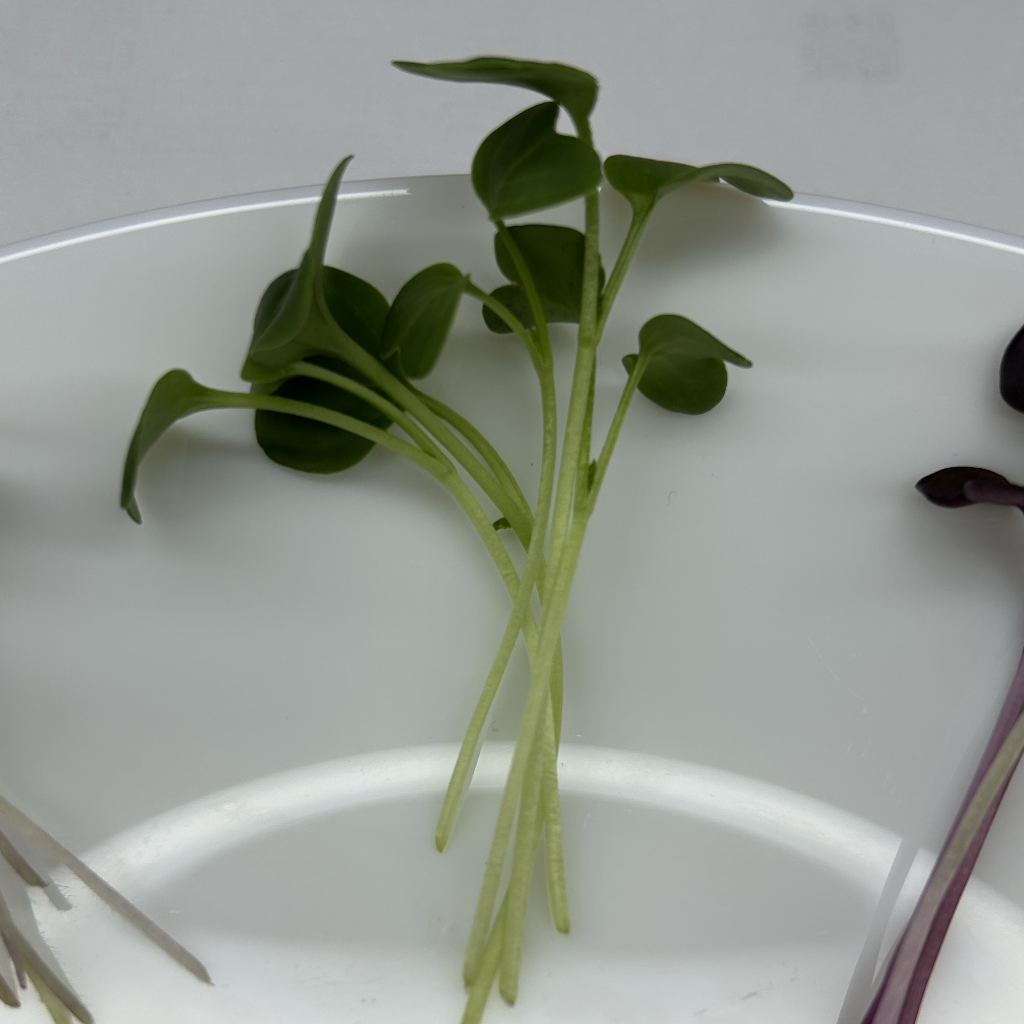 Radish Daikon Microgreens