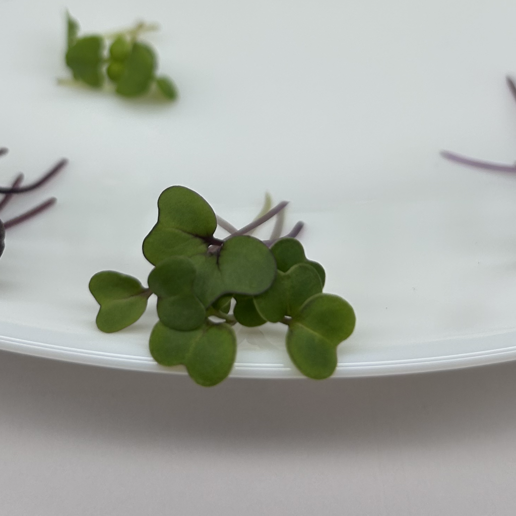 Red Kale Microgreens