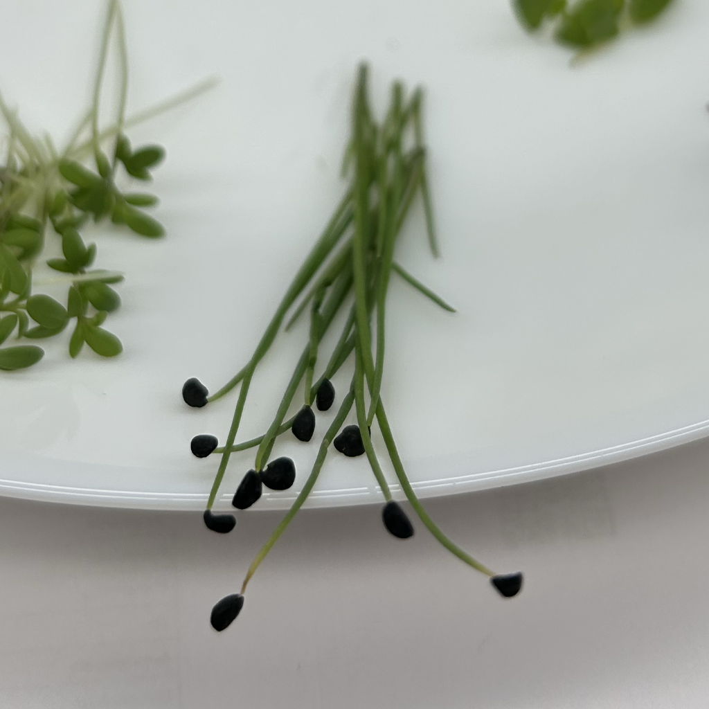 Onion Microgreens