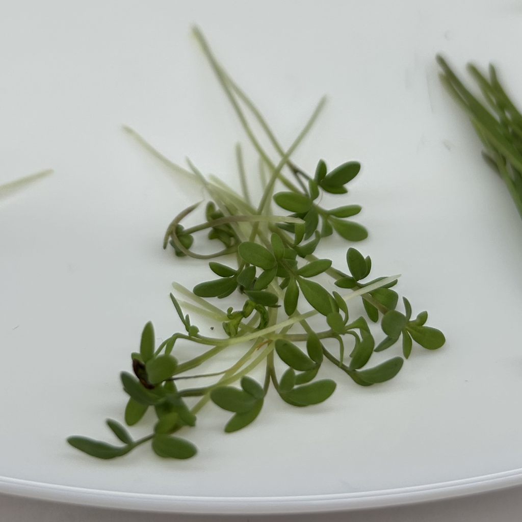 Cress Salad Microgreens