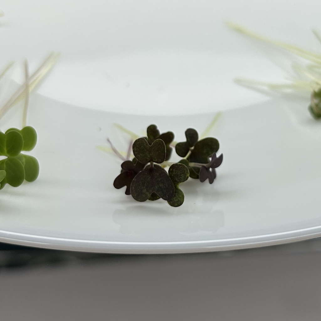 Red Mizuna Microgreens