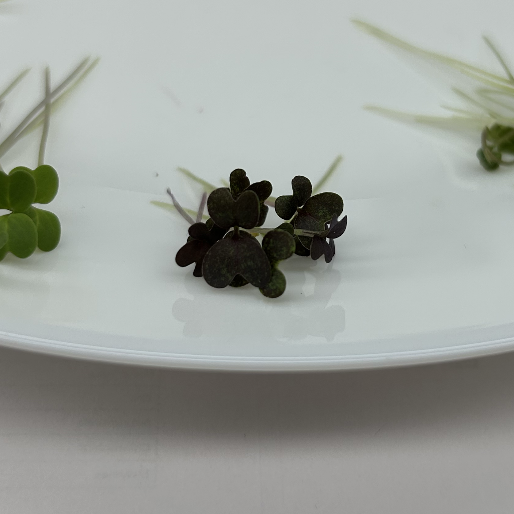 Red Mizuna Microgreens
