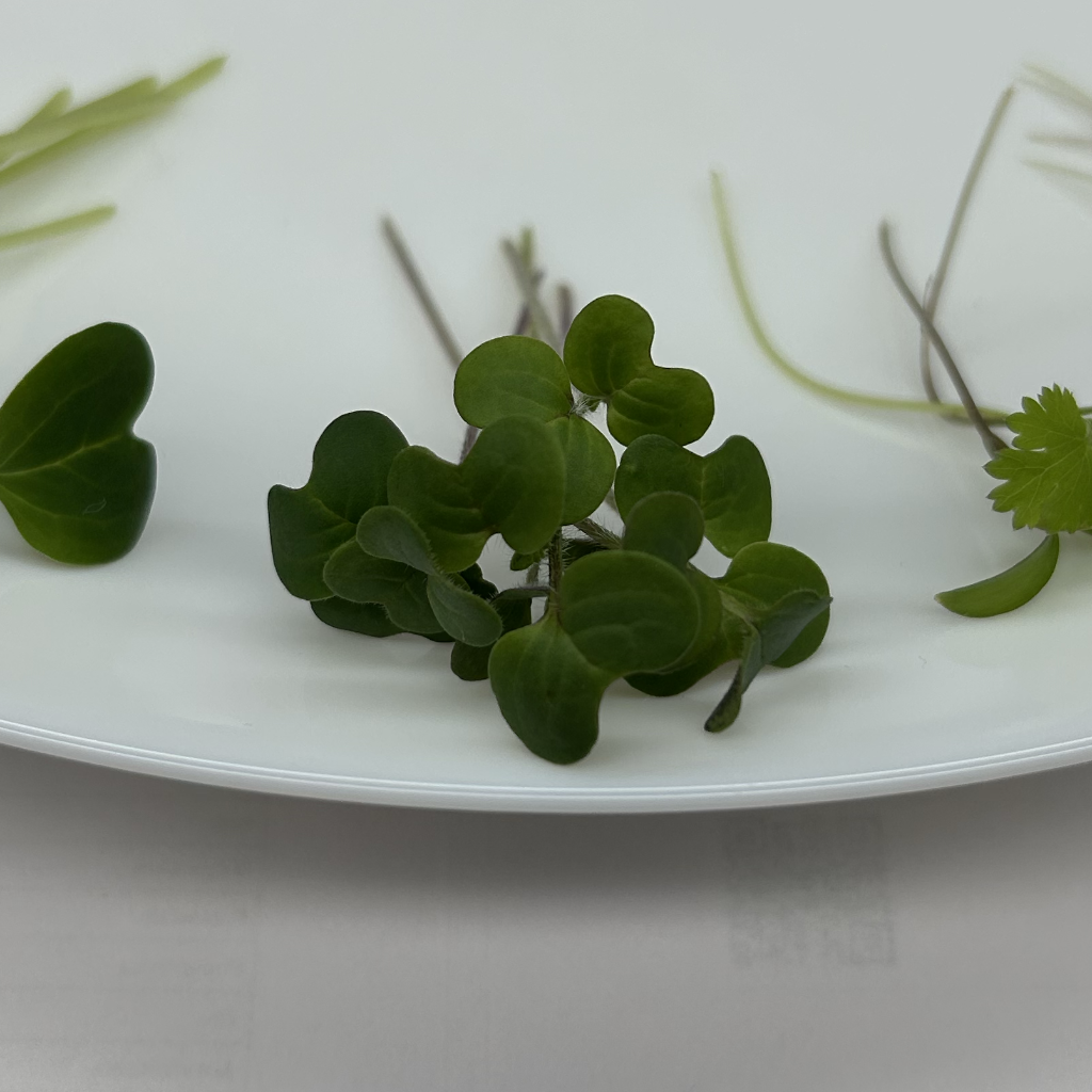 White Mustard Microgreens