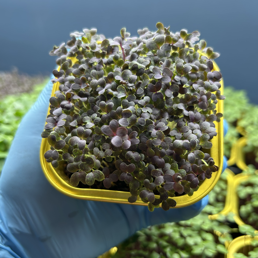 Red Mizuna Microgreens