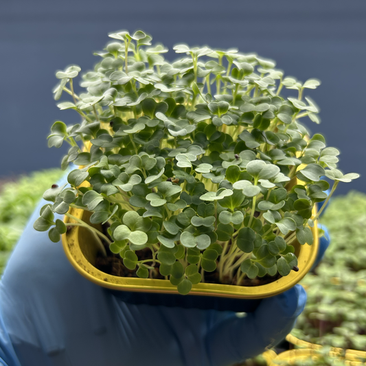 Broccoli Raab Microgreens