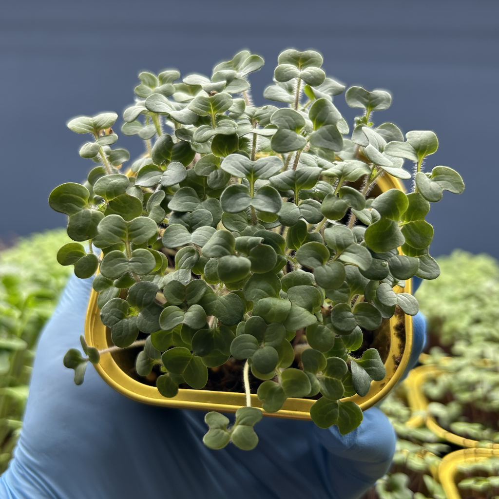 White Mustard Microgreens