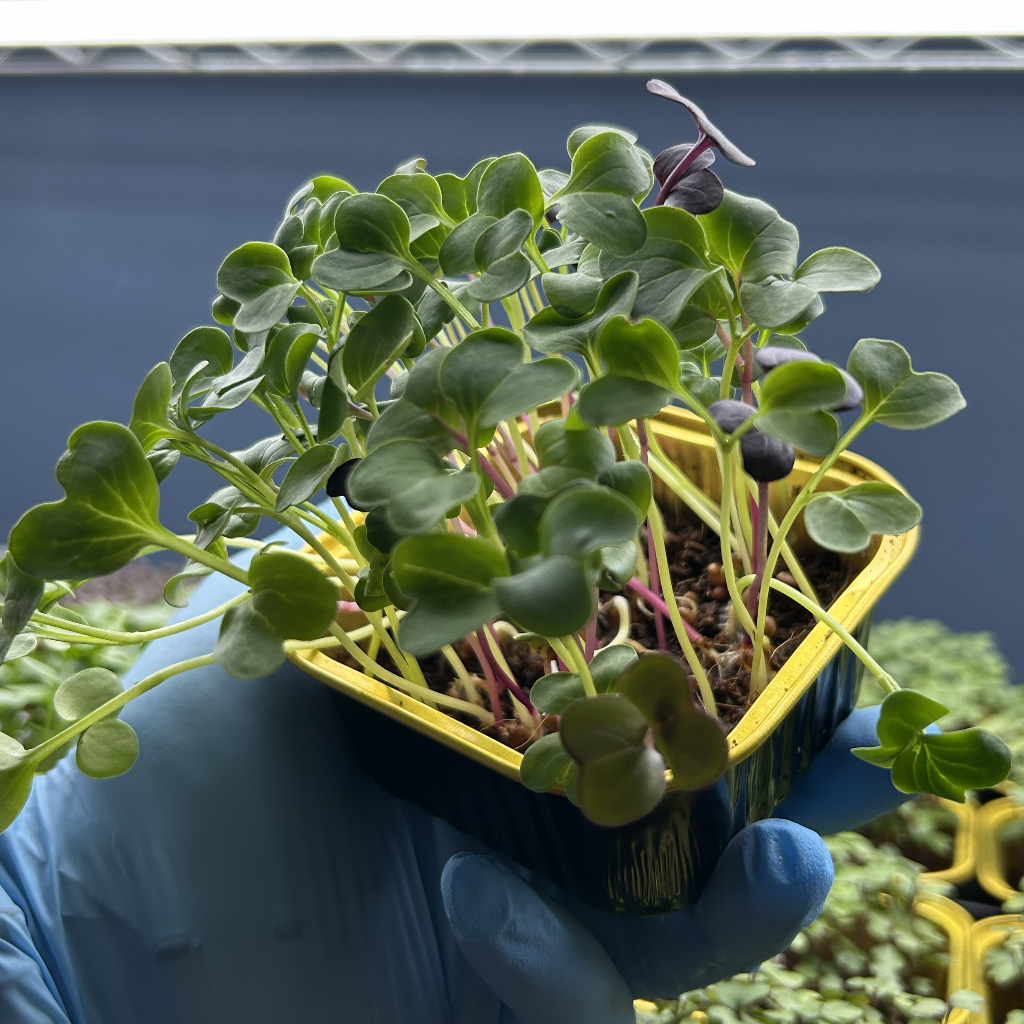 Radish Mix Microgreens
