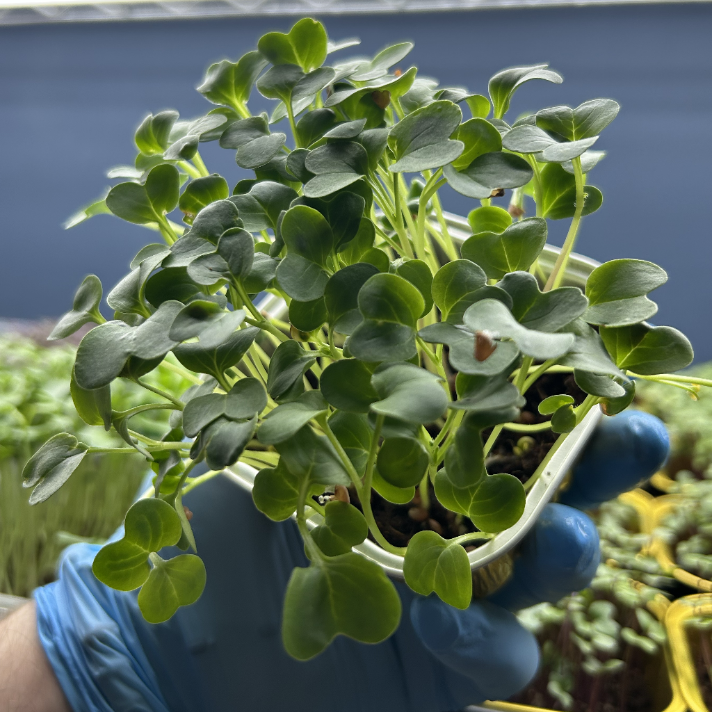 Radish Daikon Microgreens