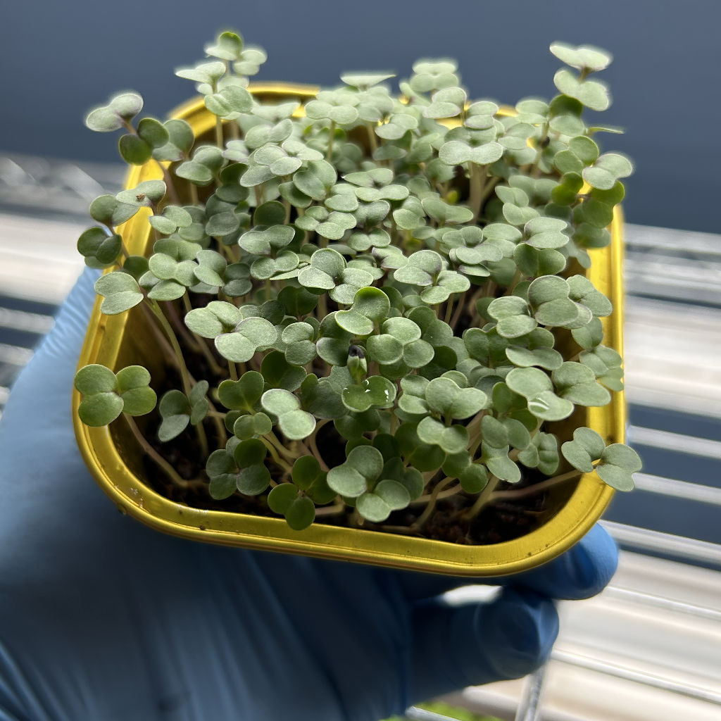 Red Kale Microgreens