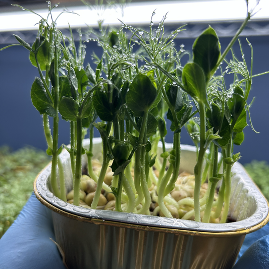 Peashoot Microgreens