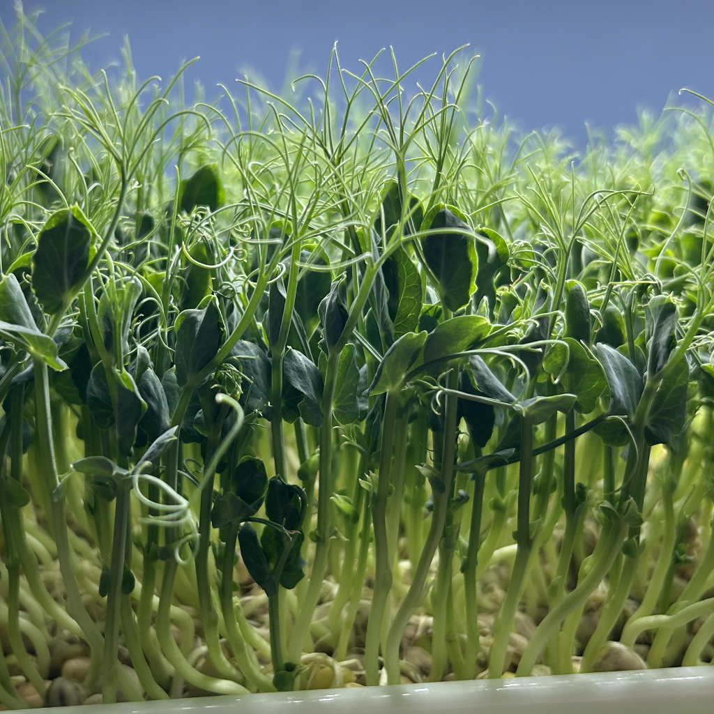 Peashoot Microgreens