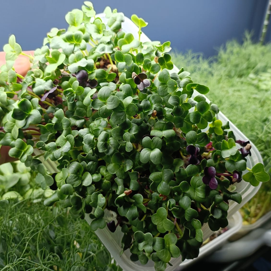 Radish Mix Microgreens
