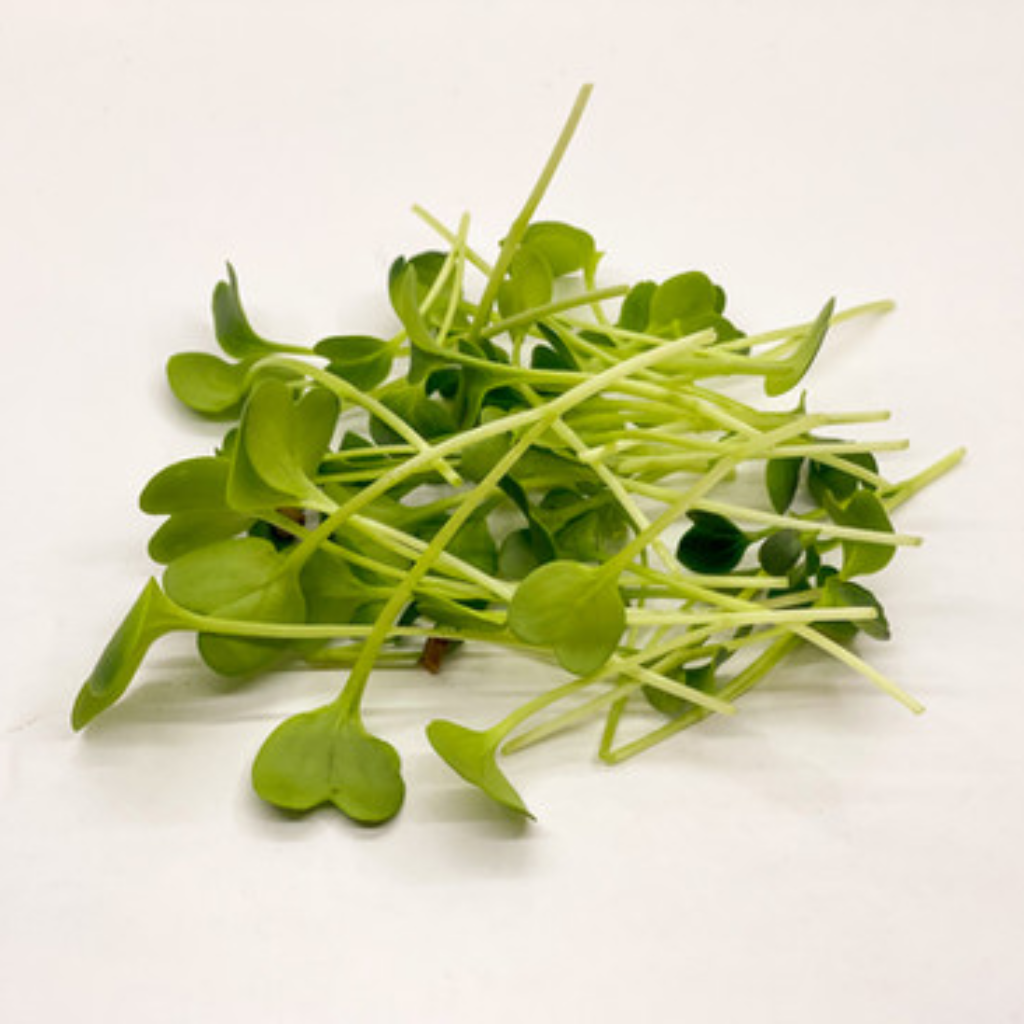 Radish Daikon Microgreens