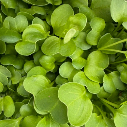 Radish Daikon Microgreens
