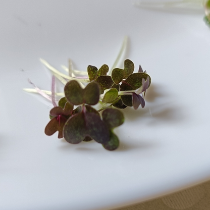 Red Mizuna Microgreens
