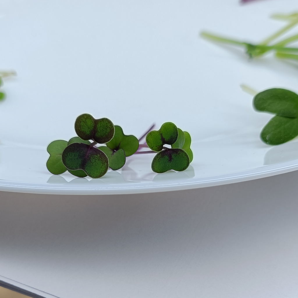 Red Cabbage Microgreens