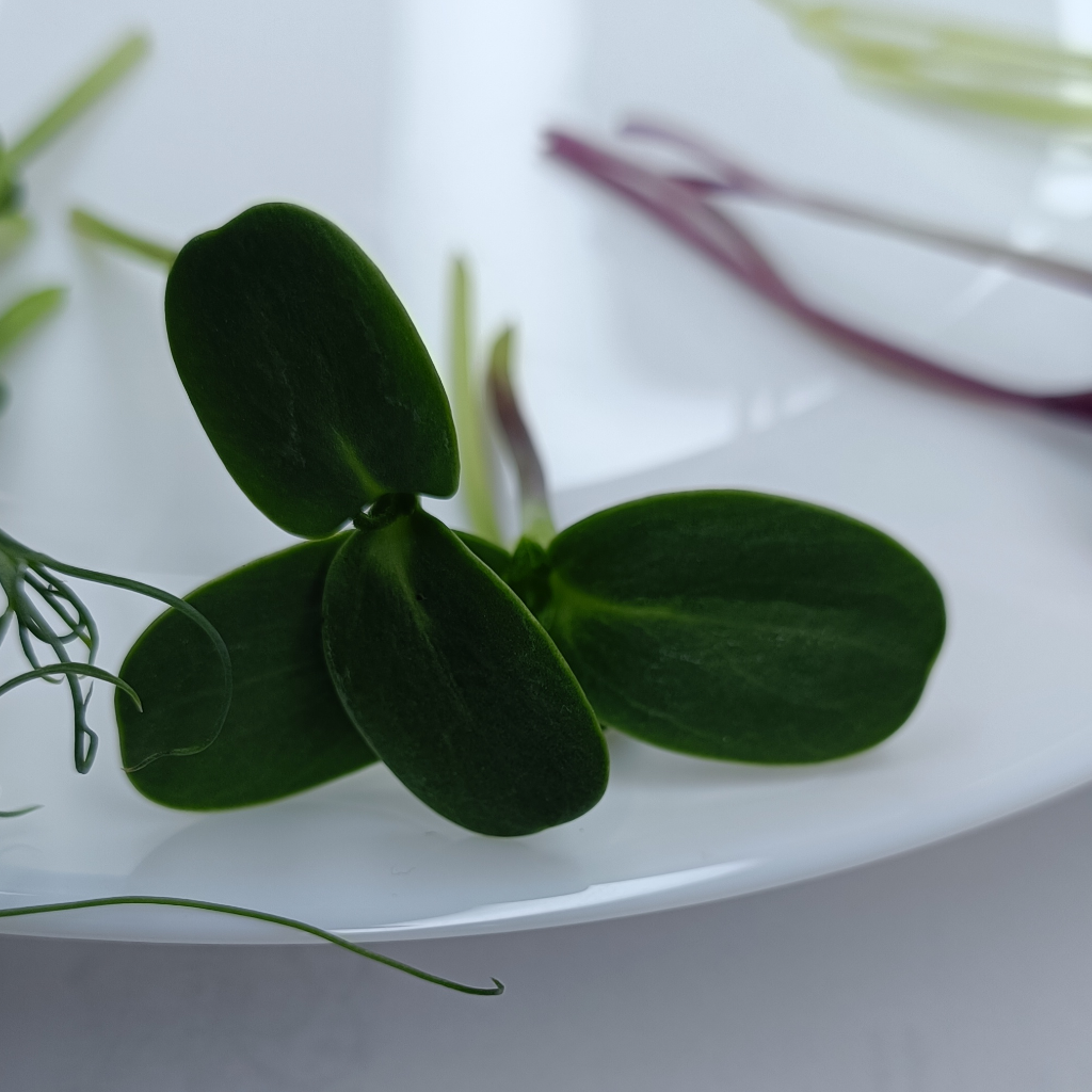 Sunflower Microgreens