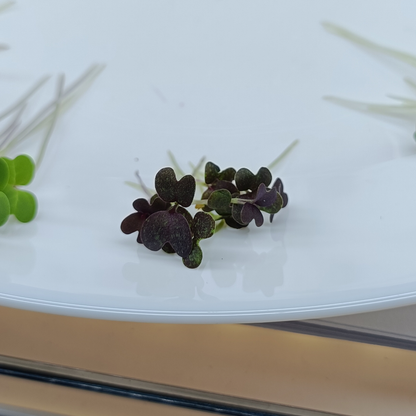Red Mizuna Microgreens