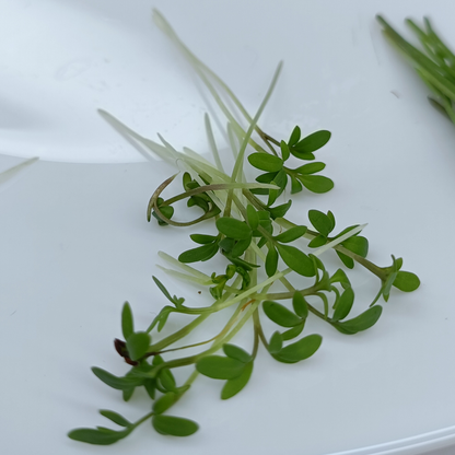 Cress Salad Microgreens