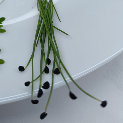 Onion Microgreens