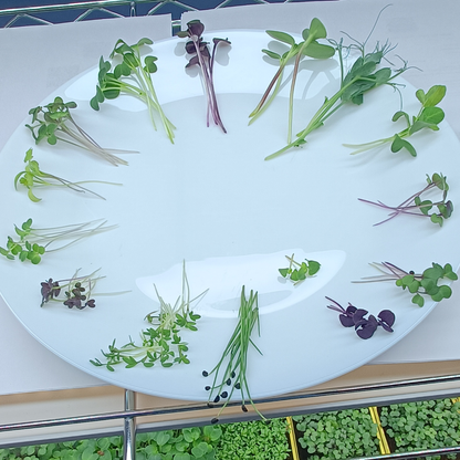 Radish Mix Microgreens