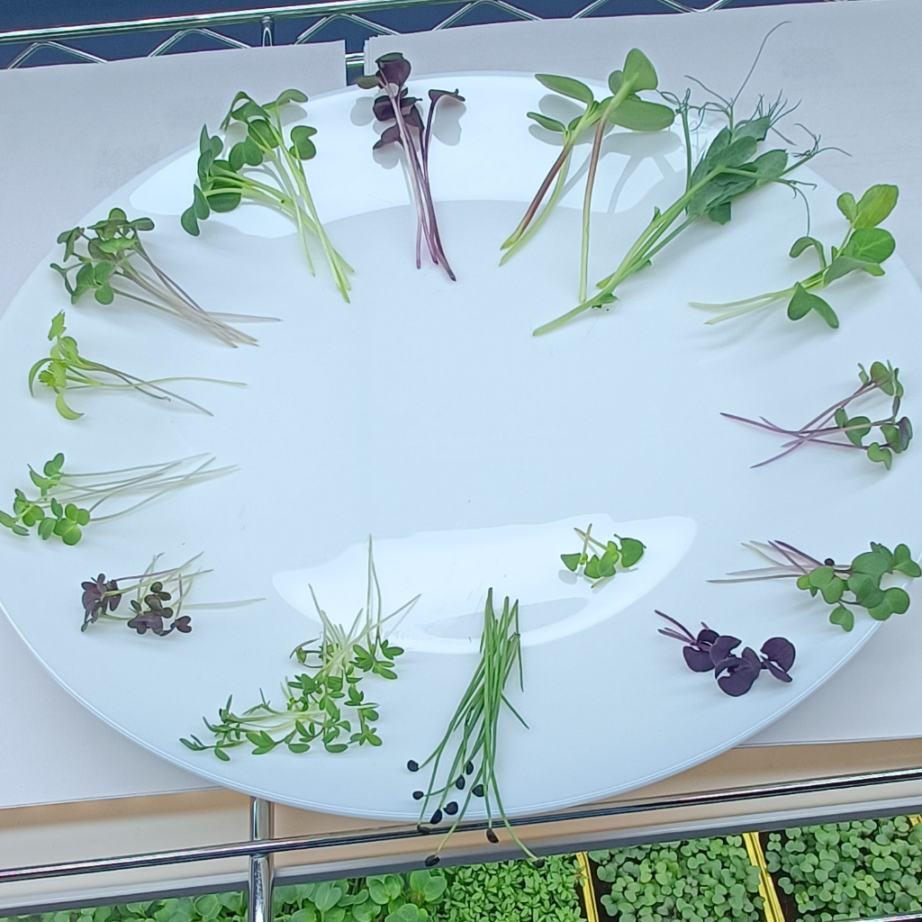 Cress Salad Microgreens