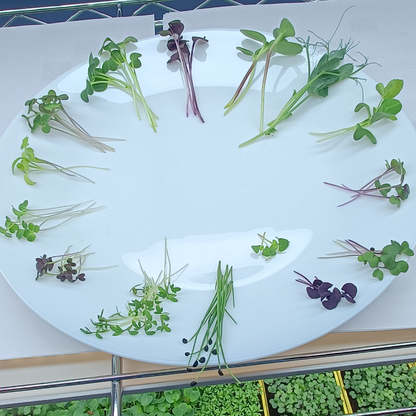 Red Kale Microgreens