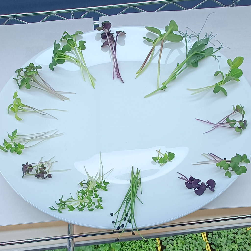 Red Mizuna Microgreens