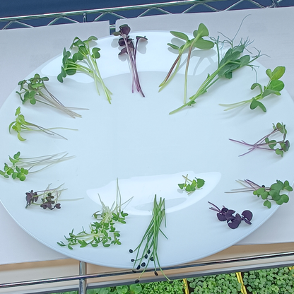 Red Mizuna Microgreens