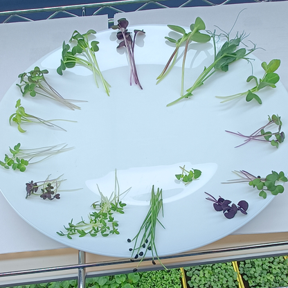 White Mustard Microgreens
