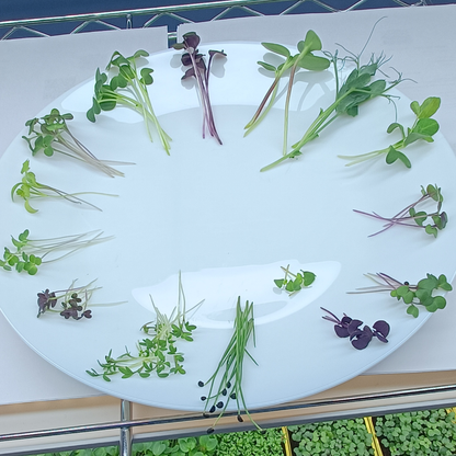 Sunflower Microgreens