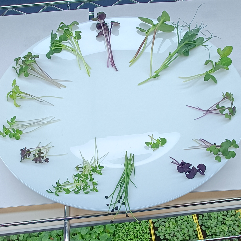 Red Cabbage Microgreens