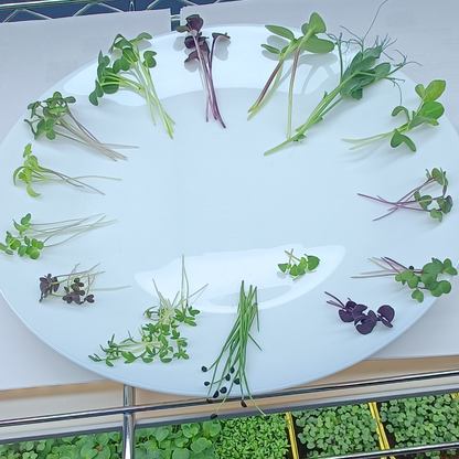 Peashoot Microgreens