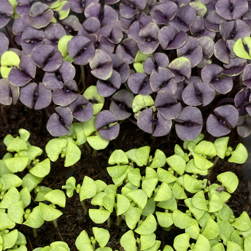 Basil Microgreens