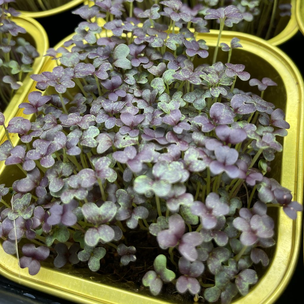 Red Mizuna Microgreens