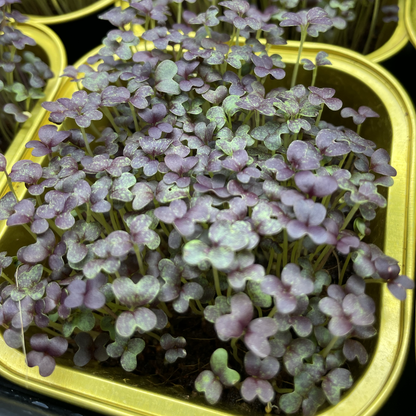 Red Mizuna Microgreens