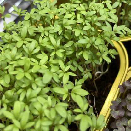 Cress Salad Microgreens