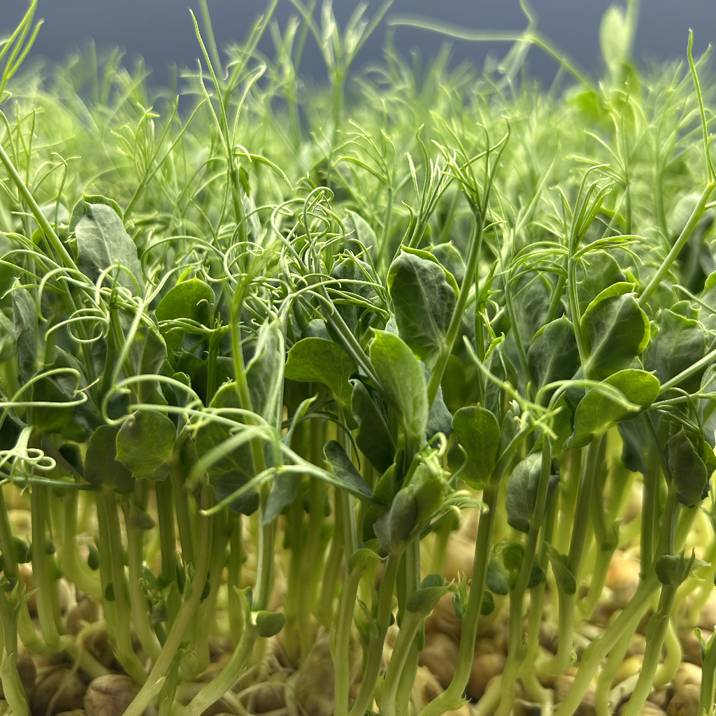 Peashoot Microgreens