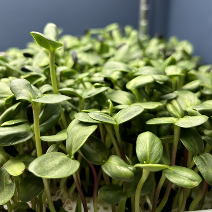 Sunflower Microgreens