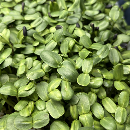 Sunflower Microgreens