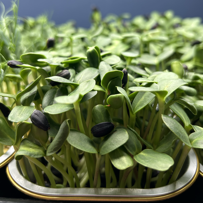 Sunflower Microgreens