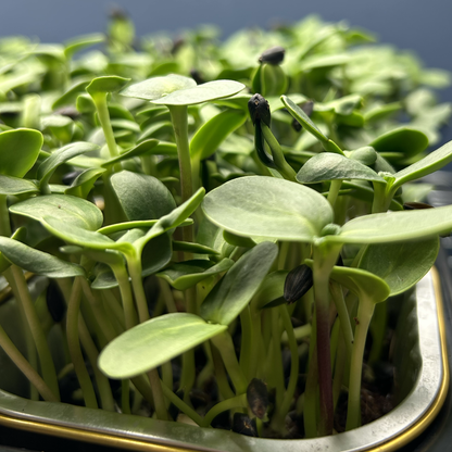 Sunflower Microgreens
