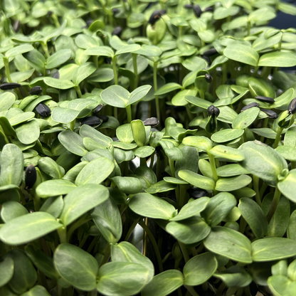 Sunflower Microgreens