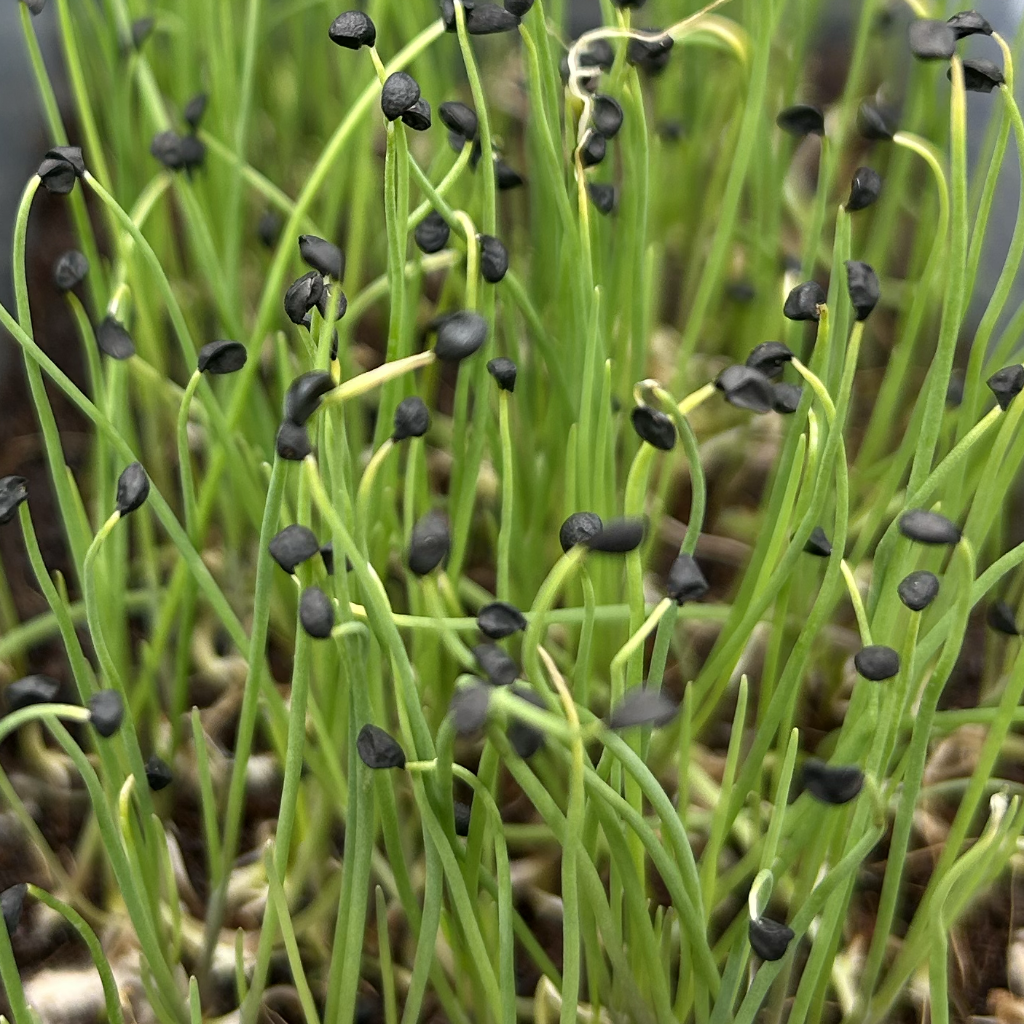 Onion Microgreens