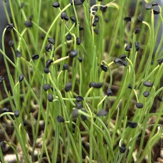Onion Microgreens