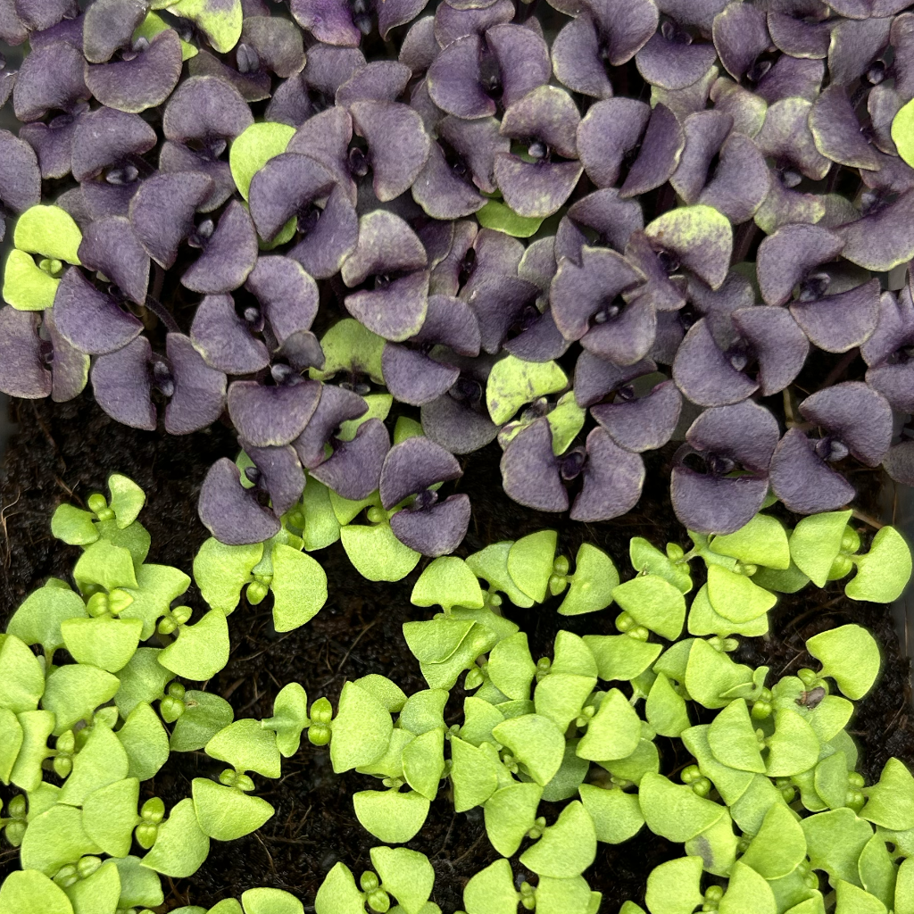 Basil Microgreens