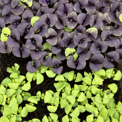 Basil Microgreens